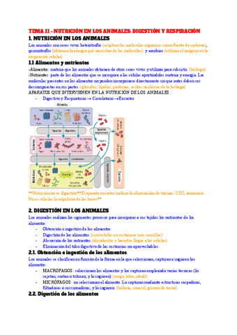 TEMA-11-NUTRICION-EN-LOS-ANIMALES-DIGESTION-Y-RESPIRACION.pdf