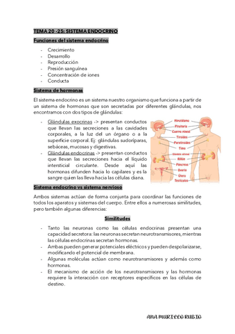 sistema-endocrino.pdf