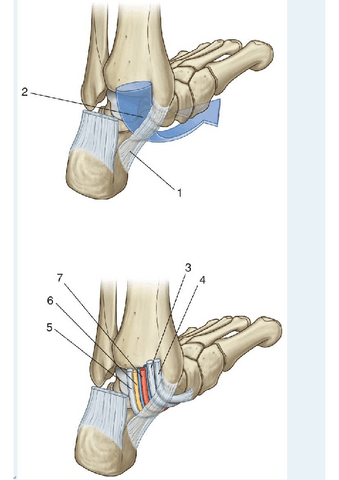 CUESTIONARIO-MIEMBRO-INFERIOR-2.pdf
