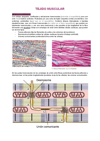 3.2-Tejido-muscular-cardiaco-y-liso.pdf