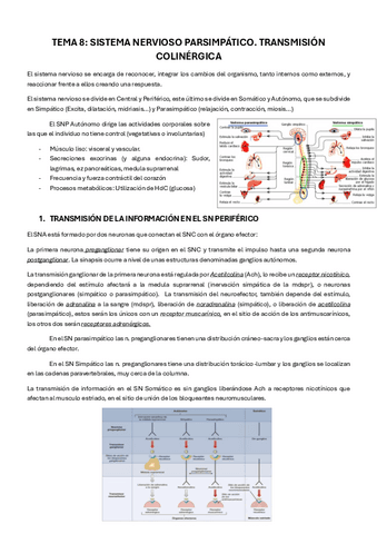 TEMA-8-SISTEMA-NERVISOSO-PARASIMPATICO.-TRANSMISION-COLINERGICA.pdf