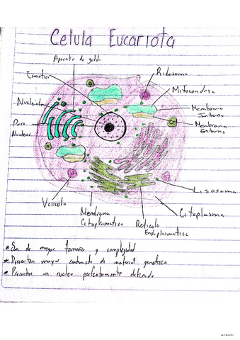 celula-eucariota-y-procariota.pdf