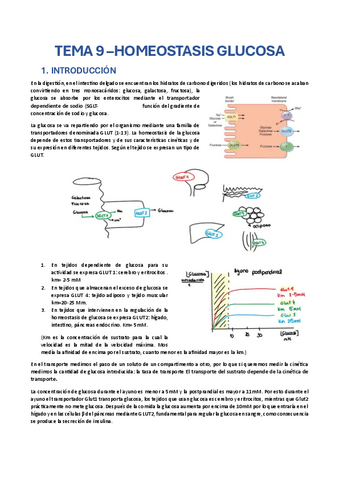 TEMA-9-Homeostasis-glucosa.pdf