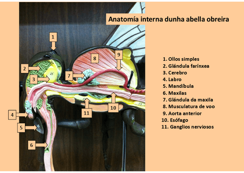 Modelos-insectos.pdf