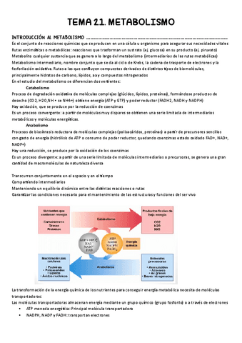 TEMA-21.-Metabolismo.pdf