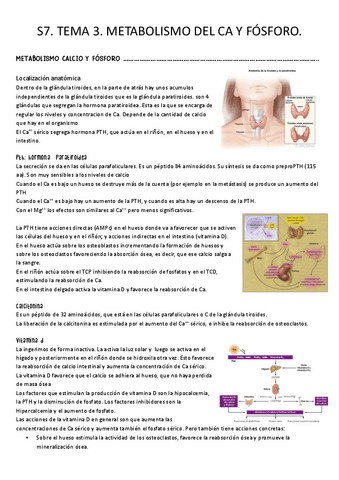 S7.-Tema-3.-Metabolismo-Ca-y-P.-fisiologia-del-hueso-y-regulacion-hormonal.pdf