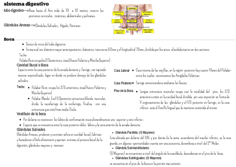 sistema-digestivo.pdf