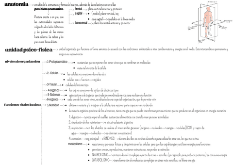 anatomofisiologia.pdf