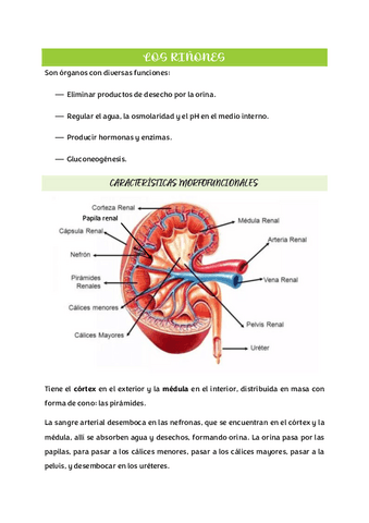 U9-Sistema-Renal.pdf