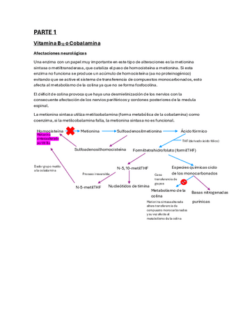 Enfermedades-y-rutas-primer-parcial.pdf