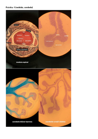 HOSPracticas-1-y-2.pdf