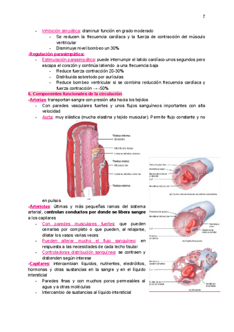 tema6B-sistema-cardiocirculatorio.pdf
