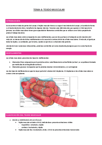 TEMA-4-TEJIDO-MUSCULAR.pdf