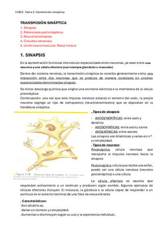 UND2-TEMA2-sinapsis.pdf