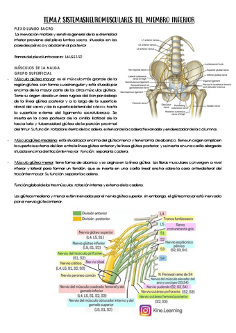 Tema-7.-Miembro-inferior.pdf