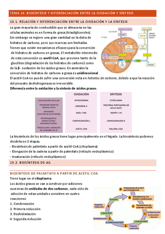 Tema-19-Bioquimica.pdf