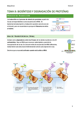 bioquimica-tema-9.pdf
