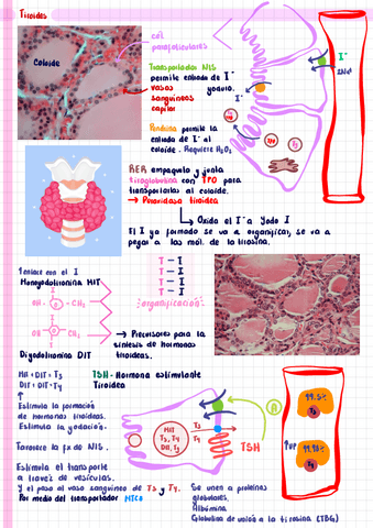 Farmacologia-tiroidea.pdf