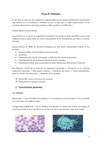 Tema-6-Protistas.pdf