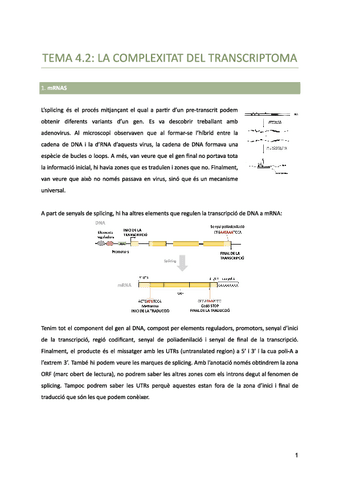 Tema-4.2-La-complexitat-del-transcriptoma.pdf