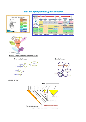TEMA-3-pdf-Angiospermas-basales.pdf