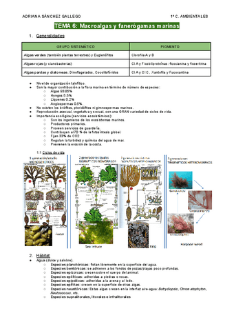 Tema- 7-Macroalgas-y-fanerogamas-marinas.pdf