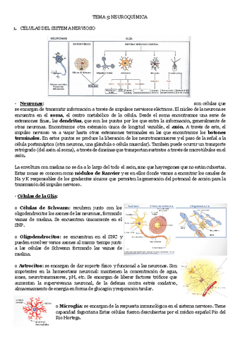 TEMA-5-NEUROQUIMICA.pdf