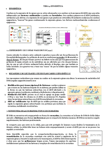 TEMA-4-EPIGENETICA.pdf