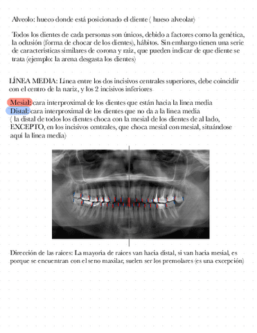 Incisivos-Superiores-anato-II.pdf