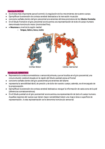 Neuro-homunculos.pdf