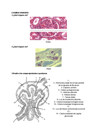 EXAMEN-URINARIO.pdf