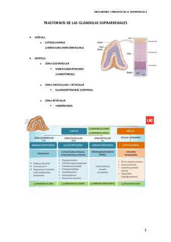 TRASTORNOS-DE-LAS-GLANDULAS-SUPRARRENALES.pdf
