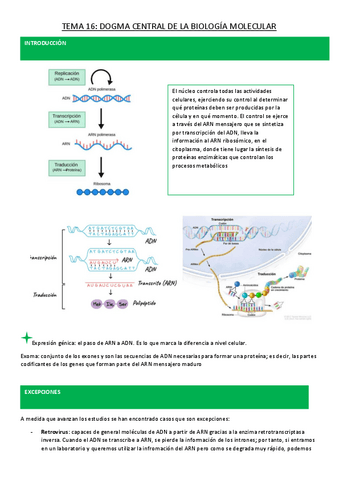 TEMA-16-17-DOGMA-BIOLOGIA-MOLEC.-Y-ACIDOS-NUCLEICOS-3.pdf