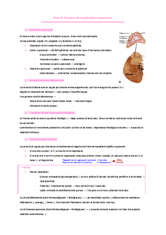 ENDOCRINOLOGIA Tema-3.-Trastorns-de-les-glandules-suprarenals..pdf