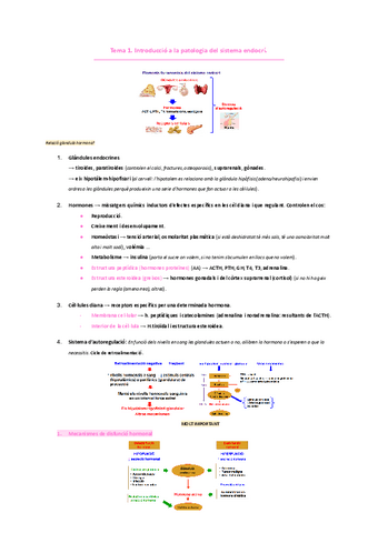 ENDOCRINOLOGIA Tema-1.-Introduccio-a-la-patologia-del-sistema-endocri.pdf