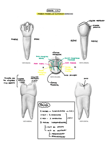 Premolares-superiores.pdf