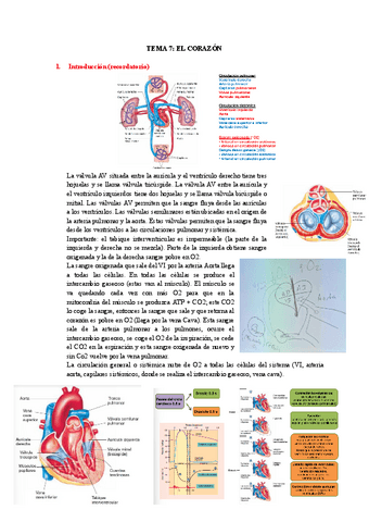 TEMA-7-EL-CORAZON.pdf