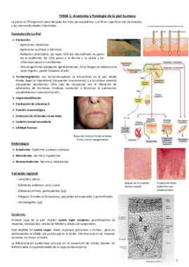 Tema 1. Anatomía y fisiología de la piel copia.pdf