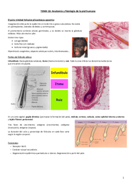 Tema 1B. Anatomía de la piel.pdf