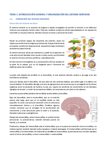 Apuntes-Anatomia-completos.pdf