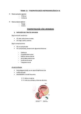 TEMA-11.pdf
