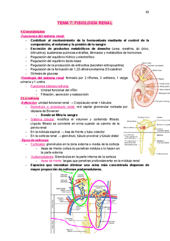 tema7-sistema-renal.pdf