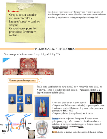 Premolares-Superiores-anato-II.pdf