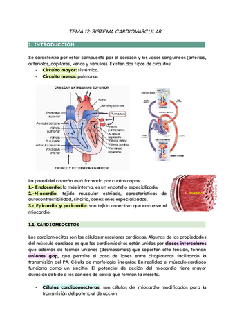 TEMA-12-SISTEMA-CARDIOVASCULAR-JUAN.pdf