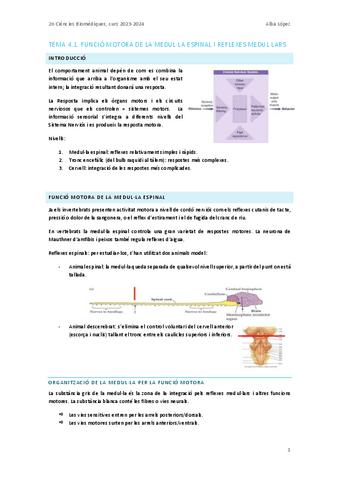 Tema-4.1.-Funcio-motora-de-la-medulla-espinal-reflexes-medullars.pdf