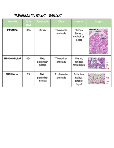 GLANDULAS-SALIVARES-MAYORES.pdf