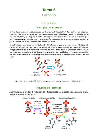 Tema-6-Carbono.pdf