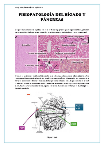 Apuntes.-Fisiopatologia-del-higado-y-el-pancreas.pdf