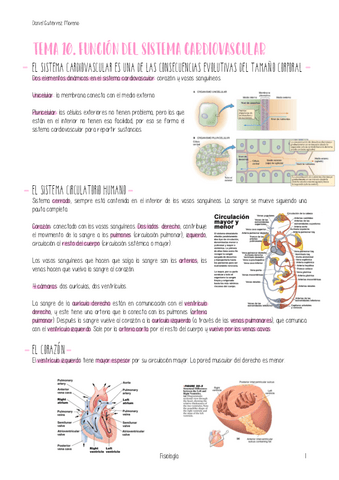 TEMA-10-FISIOLOGIA.pdf