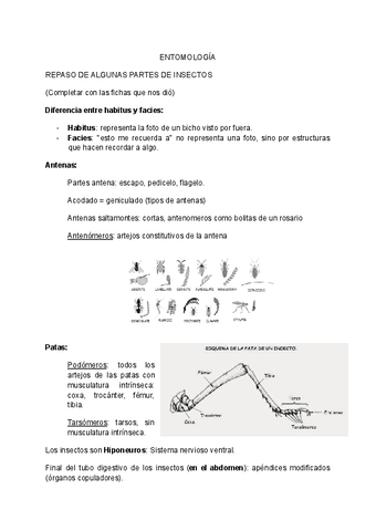 CLASES-ENTOMOLOGIA.pdf